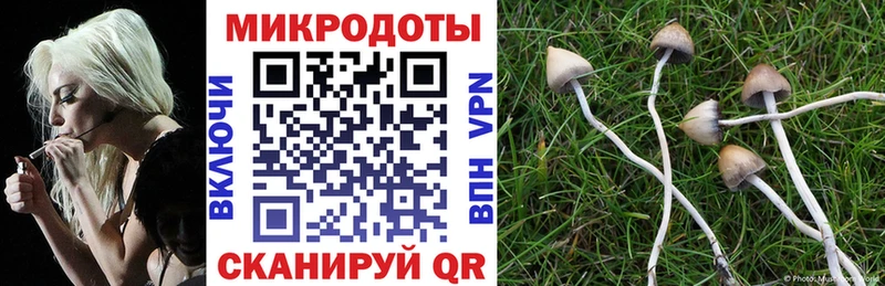 купить наркотики сайты  Приволжск  Псилоцибиновые грибы MAGIC MUSHROOMS 